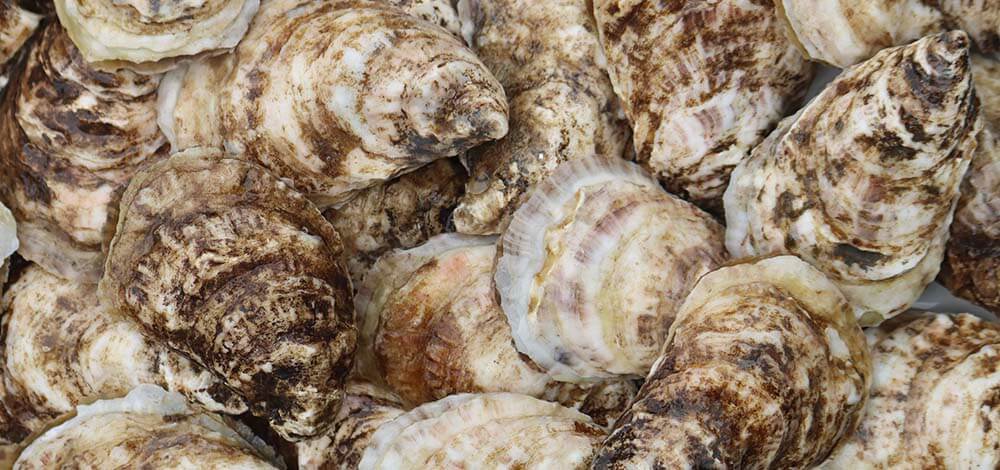 malpeque oysters beside a lemon